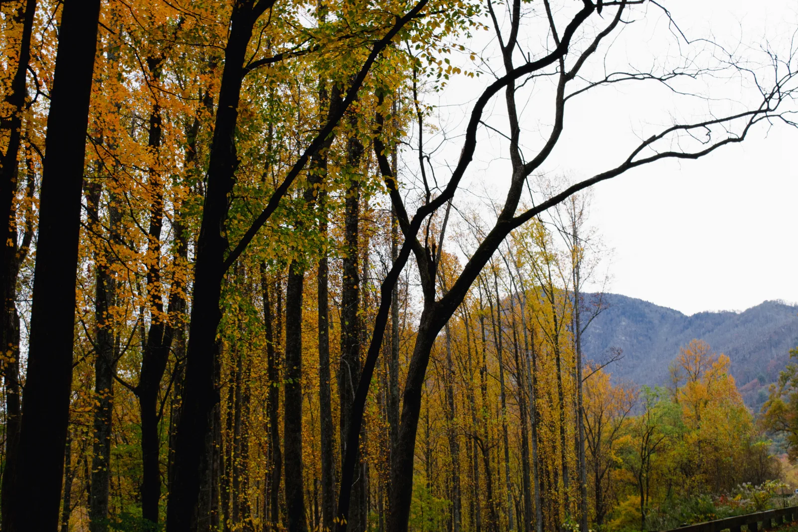 Tall bare trees in golden autumn foliage, a hazy mountain ridge beyond them.
